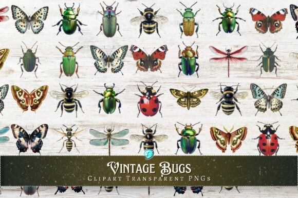 Download Vintage Bugs Clipart Transparent PNGs - Vintage Collection